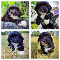 Kudos, a male Havanese and Havapoo for sale in Marshfield, MO – 1 of 10