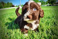 Tootsie--SUMMER SALE!!  $100 off listed price!!, a female Havanese and Poodle - Toy  for sale in Marshfield, MO – 7 of 9