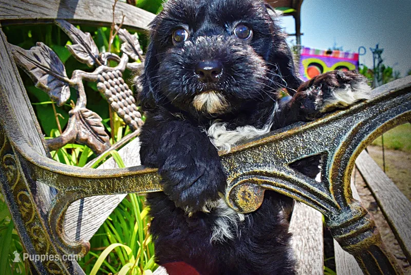 Harmony – Havanese, Poodle - Toy  puppy for sale in Marshfield, MO