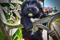 Harmony, a female Havanese and Poodle - Toy  for sale in Marshfield, MO – 1 of 10