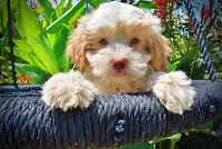 Darlin, a female Havanese and Poodle - Toy  for sale in Marshfield, MO – 2 of 10