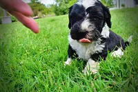 Savvy, a female Havanese and Poodle - Toy  for sale in Marshfield, MO – 8 of 9