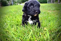 Harmony, a female Havanese and Poodle - Toy  for sale in Marshfield, MO – 6 of 10