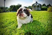 Teddy-SUMMER SALE!!  $100 off listed price!!, a male Havanese and Poodle - Toy  for sale in Marshfield, MO – 4 of 9