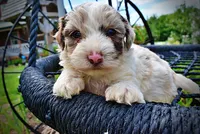 Simba, a male Havanese and Poodle - Toy  for sale in Marshfield, MO – 3 of 10