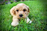 Abbie, a female Havanese and Poodle - Toy  for sale in Marshfield, MO – 10 of 10