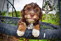 Vanity, a female Havanese and Poodle - Toy  for sale in Marshfield, MO – 9 of 10