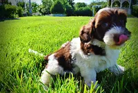 Bubbles, a female Havanese and Poodle - Toy  for sale in Marshfield, MO – 5 of 9