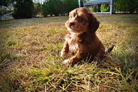 Murphy, a male Havapoo for sale in Marshfield, MO – 5 of 10