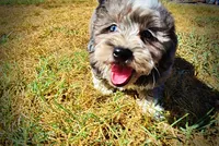 Icon, a male Havanese and Havapoo for sale in Marshfield, MO – 6 of 10