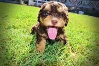 Jazz-LABOR DAY SALE-TAKE $100 OFF!!!, a male Havanese and Havapoo for sale in Marshfield, MO – 8 of 10