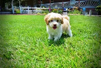 Darlin, a female Havanese and Poodle - Toy  for sale in Marshfield, MO – 3 of 10