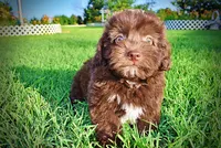 Emily, a female Havanese and Poodle - Toy  for sale in Marshfield, MO – 4 of 9