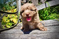Innocent, a male Havanese and Poodle - Toy  for sale in Marshfield, MO – 4 of 10