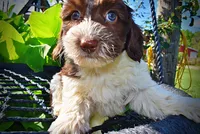 Bubbles, a female Havanese and Poodle - Toy  for sale in Marshfield, MO – 2 of 9