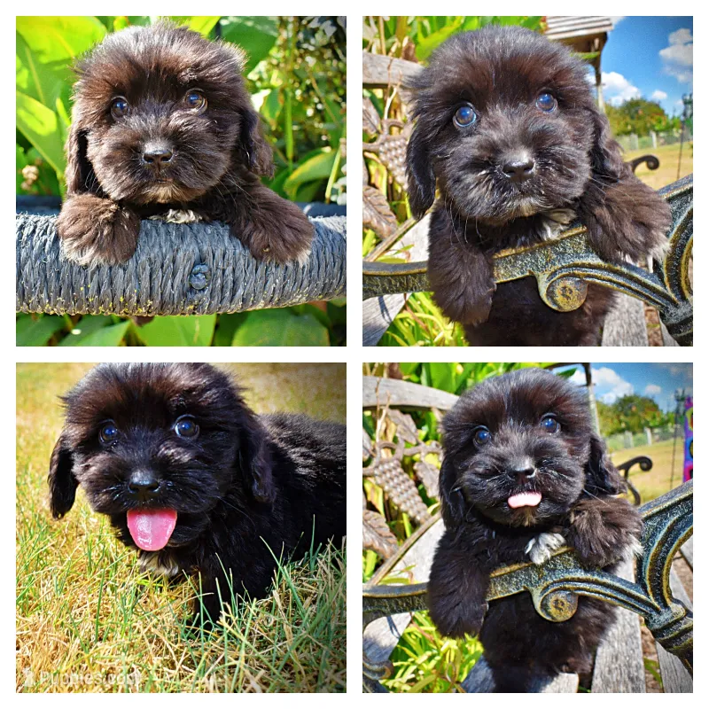 Kipper – Havanese, Havapoo puppy for sale in Marshfield, MO