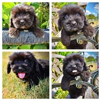 Kipper, a male Havanese and Havapoo for sale in Marshfield, MO – 1 of 10