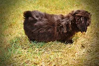 Kricket, a female Havanese and Havapoo for sale in Marshfield, MO – 6 of 9