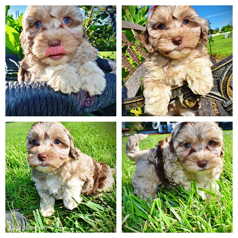 Bambi – Havanese, Poodle - Toy  puppy for sale in Marshfield, MO