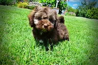 Frisco, a male Havanese and Poodle - Toy  for sale in Marshfield, MO – 8 of 10