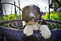 Savvy-SUMMER SALE!!  $100 off listed price!!, a female Havanese and Poodle - Toy  for sale in Marshfield, MO – 6 of 10