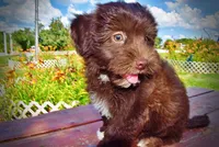 Ewok, a male Havanese and Poodle - Toy  for sale in Marshfield, MO – 7 of 10