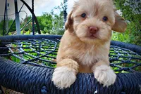Peanut - MEMORIAL DAY SALE-$150 OFF!!, a male Havanese and Poodle - Toy  for sale in Marshfield, MO – 3 of 10