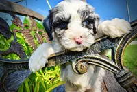 Skye-SUMMER SALE!!  $100 off listed price!!, a female Havanese and Poodle - Toy  for sale in Marshfield, MO – 7 of 10
