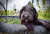 Webster, a male Havanese and Poodle - Toy  for sale in Marshfield, MO – 2 of 10
