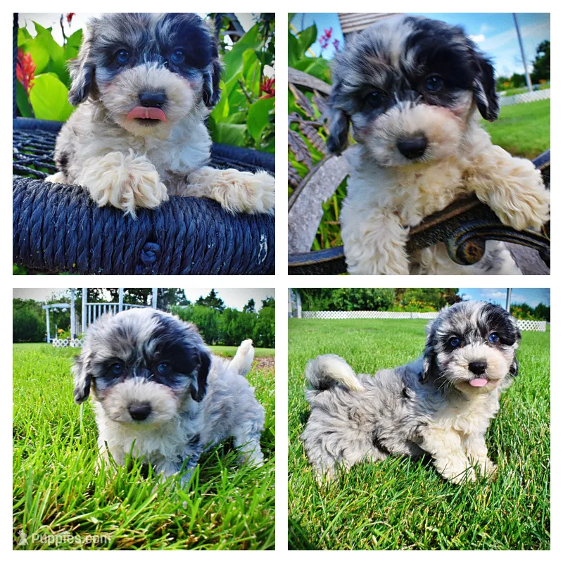 Bluebelle – Havanese, Poodle - Toy  puppy for sale in Marshfield, MO