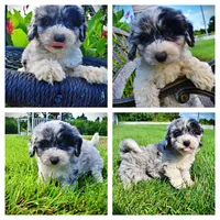 Bluebelle, a female Havanese and Poodle - Toy  for sale in Marshfield, MO – 1 of 9
