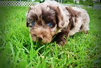 Whisky, a male Havanese and Poodle - Toy  for sale in Marshfield, MO – 3 of 10
