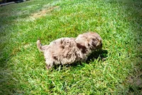 Innocent, a male Havanese and Poodle - Toy  for sale in Marshfield, MO – 5 of 10