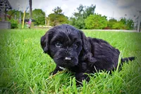 Webster, a male Havanese and Poodle - Toy  for sale in Marshfield, MO – 8 of 10