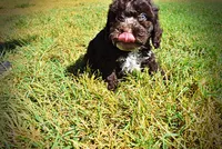 Jasper-LABOR DAY SALE-TAKE $100 OFF!!!, a male Havanese and Havapoo for sale in Marshfield, MO – 7 of 10