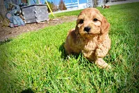 Mercedes, a female Havanese and Poodle - Toy  for sale in Marshfield, MO – Photo 5 of 10