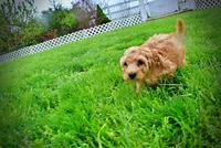 Mercedes, a female Havanese and Poodle - Toy  for sale in Marshfield, MO – Photo 9 of 10