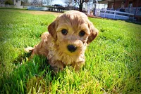 Mercedes, a female Havanese and Poodle - Toy  for sale in Marshfield, MO – Photo 4 of 10