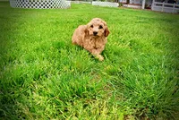 Mercedes, a female Havanese and Poodle - Toy  for sale in Marshfield, MO – Photo 3 of 10