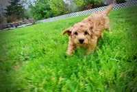 Mercedes, a female Havanese and Poodle - Toy  for sale in Marshfield, MO – Photo 2 of 10