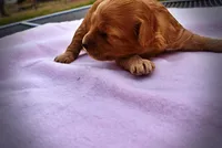 Mercedes, a female Havanese and Poodle - Toy  for sale in Marshfield, MO – Photo 2 of 5