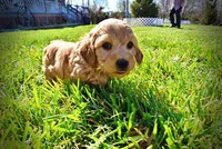 Mercedes, a female Havanese and Poodle - Toy  for sale in Marshfield, MO – Photo 7 of 10