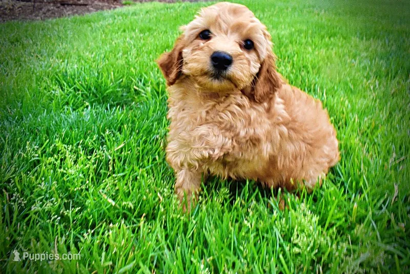 Mercedes – Havanese, Poodle - Toy  puppy for sale in Marshfield, MO