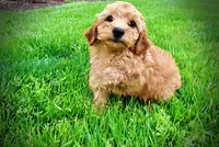 Mercedes, a female Havanese and Poodle - Toy  for sale in Marshfield, MO – Photo 1 of 10