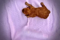 Mercedes, a female Havanese and Poodle - Toy  for sale in Marshfield, MO – Photo 5 of 5