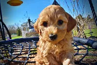 Mercedes, a female Havanese and Poodle - Toy  for sale in Marshfield, MO – Photo 2 of 10