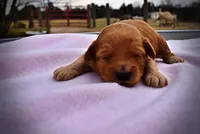 Mercedes, a female Havanese and Poodle - Toy  for sale in Marshfield, MO – Photo 4 of 5