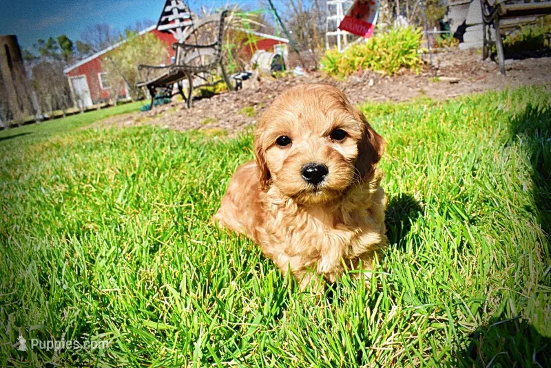 Mercedes – Havanese, Poodle - Toy  puppy for sale in Marshfield, MO