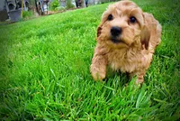 Mercedes, a female Havanese and Poodle - Toy  for sale in Marshfield, MO – Photo 8 of 10