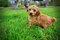 Mercedes, a female Havanese and Poodle - Toy  for sale in Marshfield, MO – Photo 10 of 10